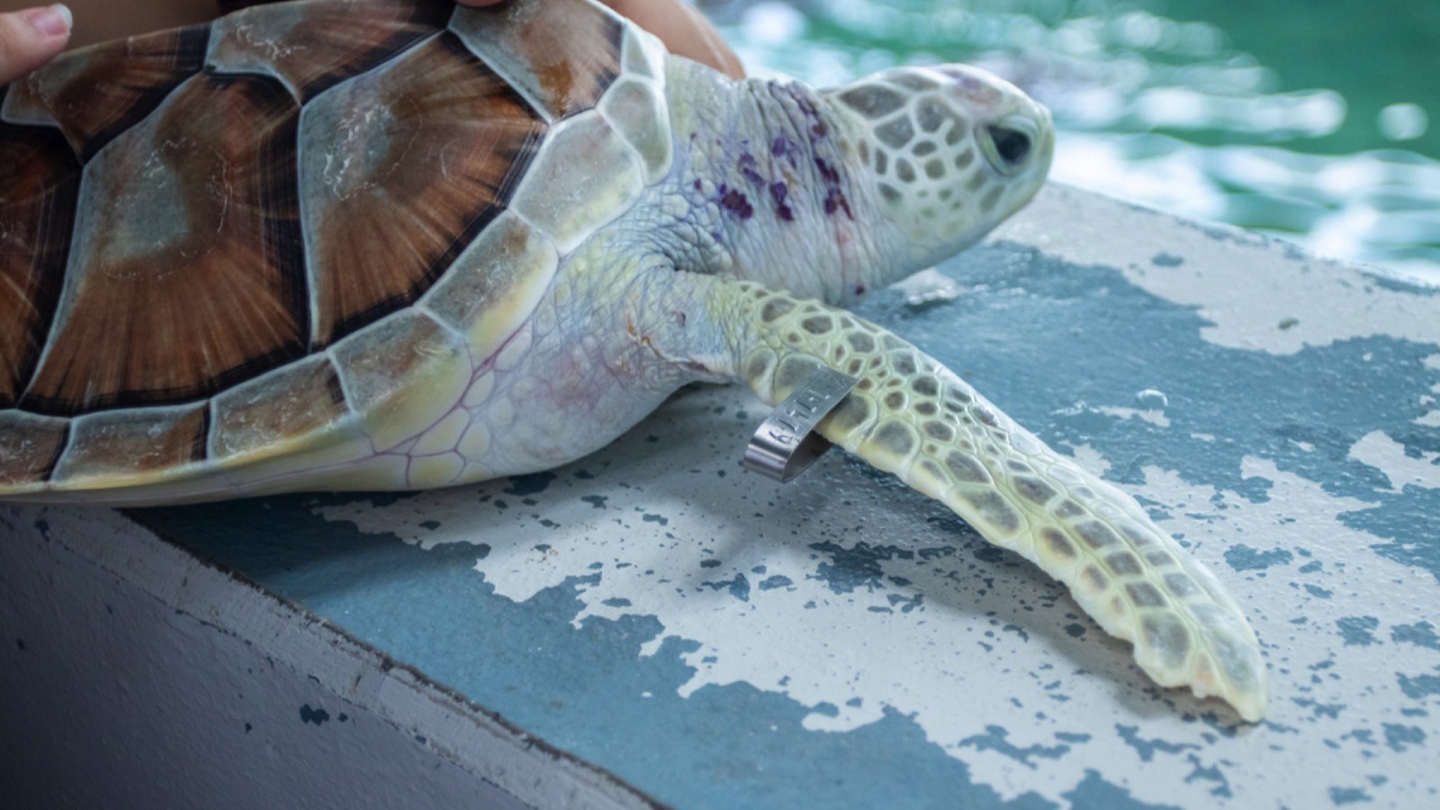 Sea Turtle
