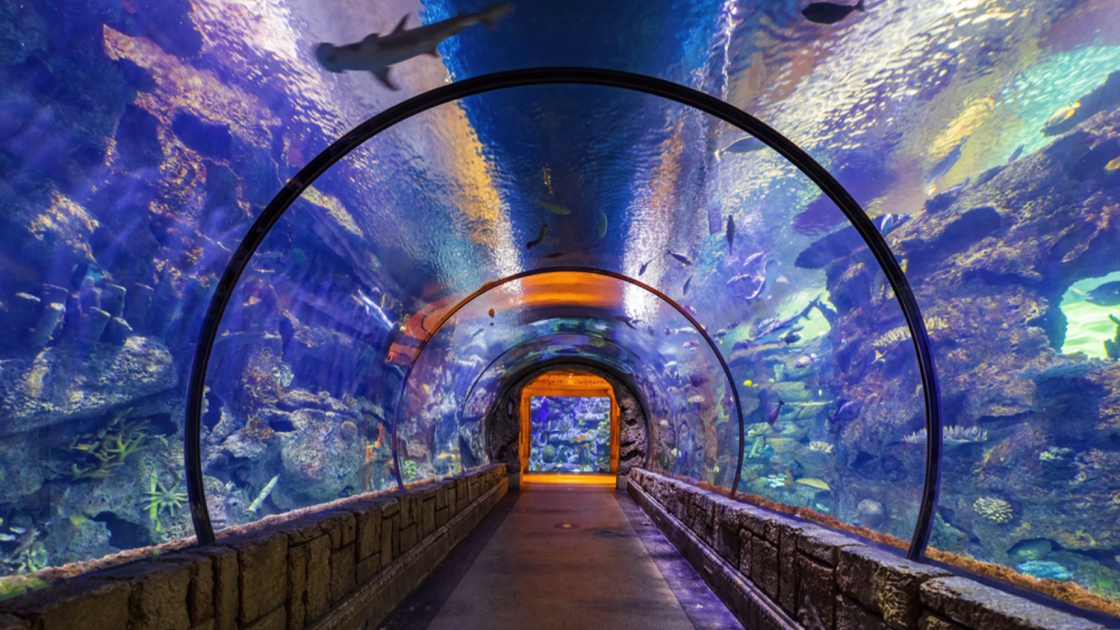 Shark Reef Aquarium