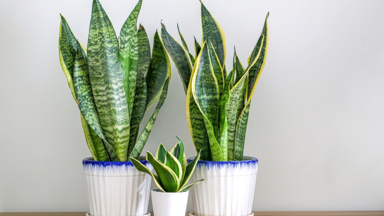 Snake Plants