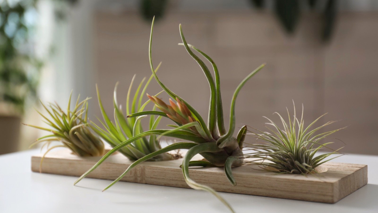 Tillandsia plants