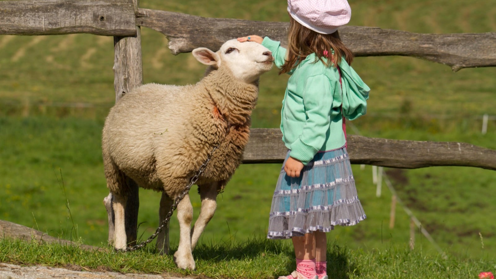 Toddler petting animal in farm