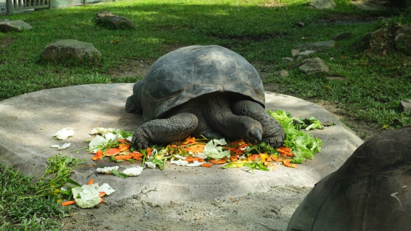 Tortoise eating