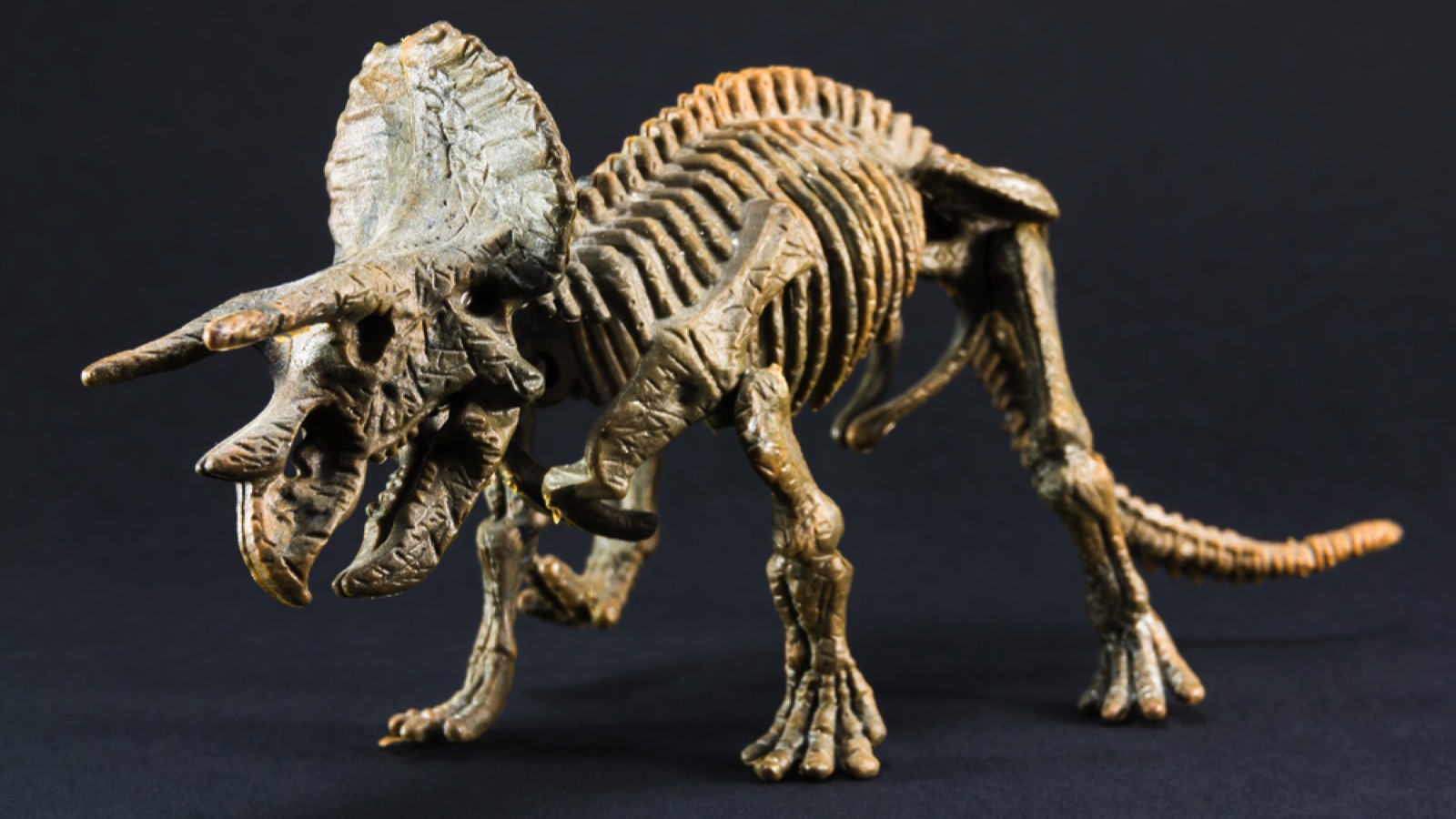 Triceratops fossil dinosaur skeleton