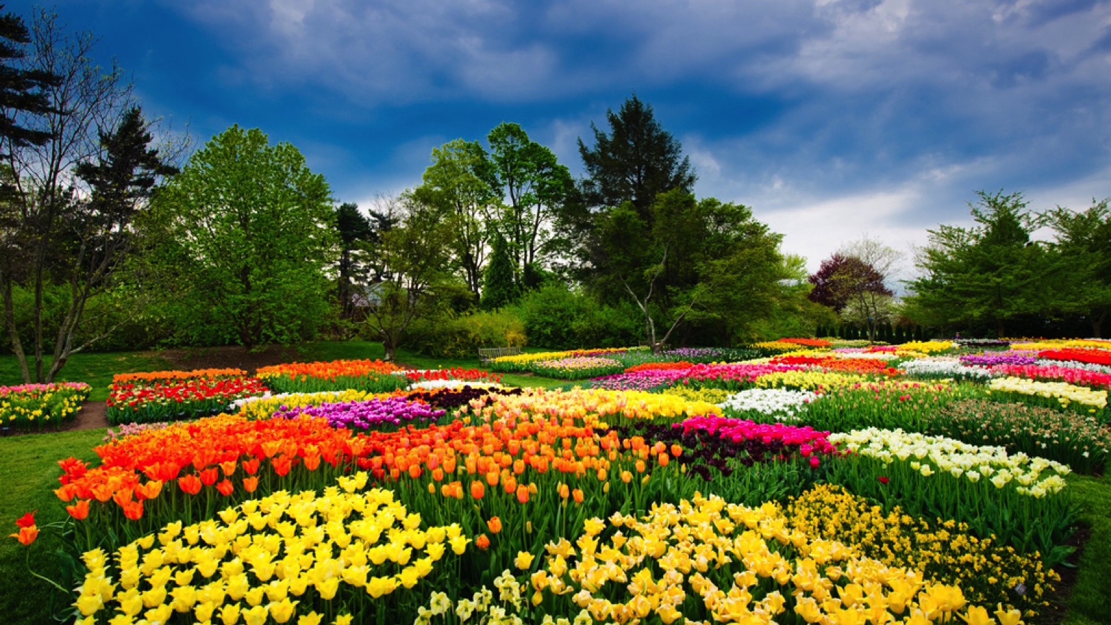 Tulips in Longwood Gardens