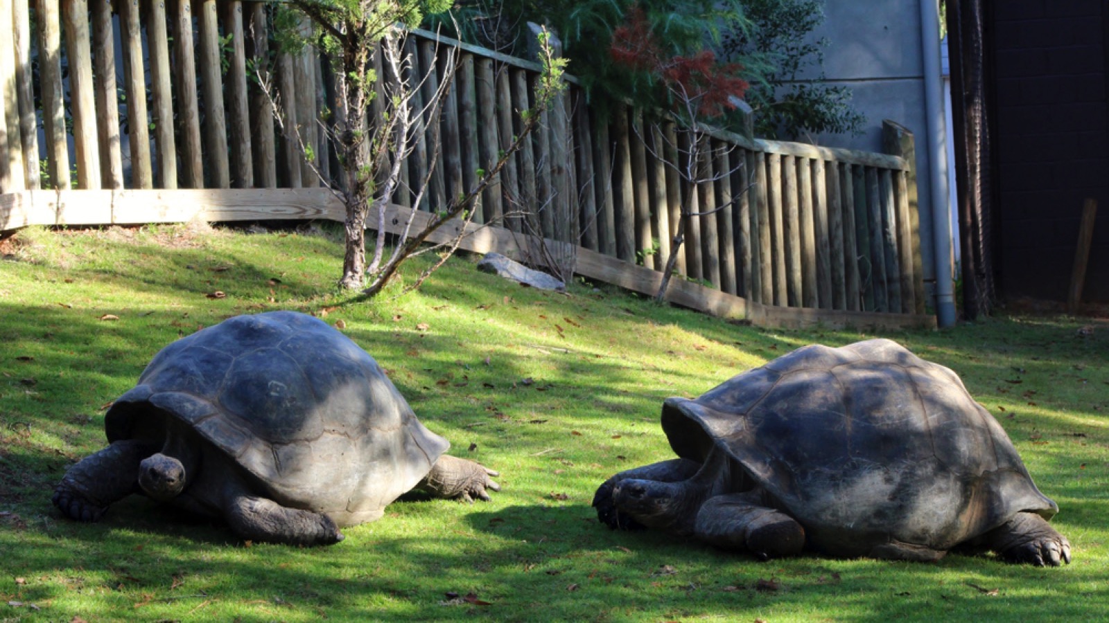 Two large tortoises at the zoo