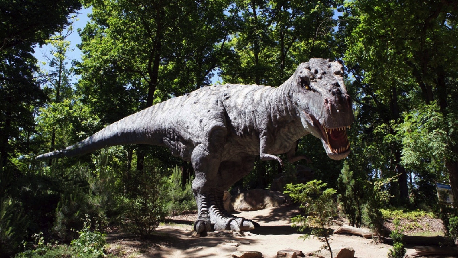 Tyrannosaurus rex in the open airr
