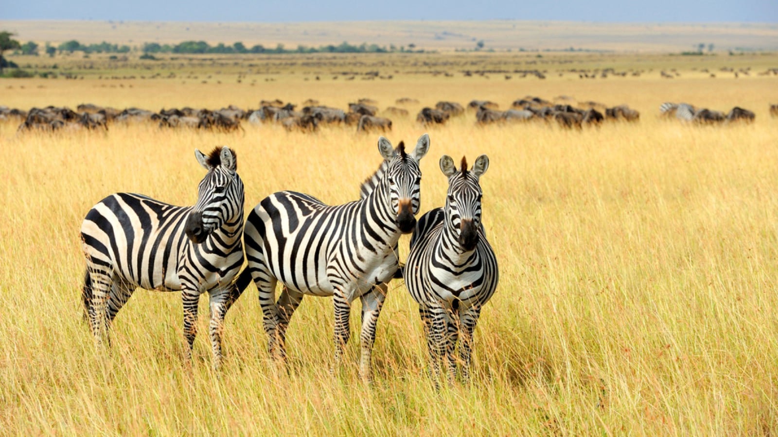 Zebra in wild
