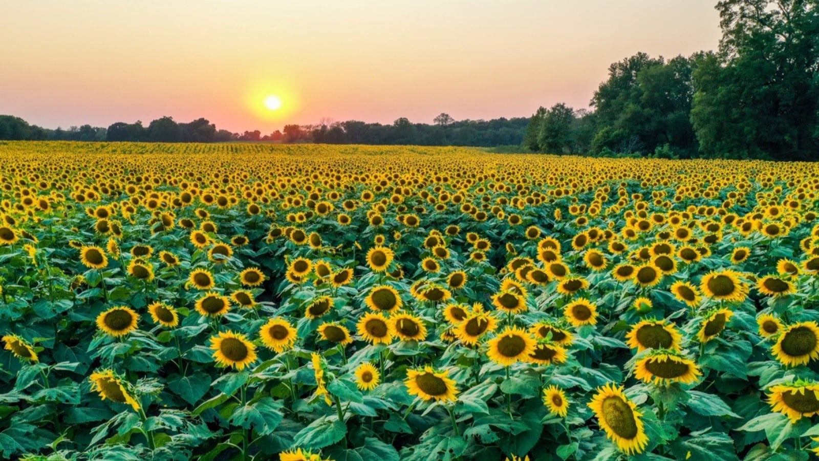 Grinter Sunflower Farm, Kansas