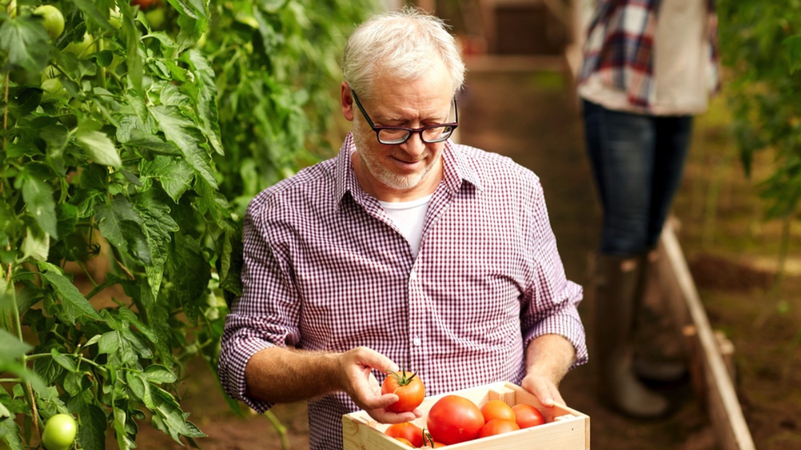Old man with vegetables