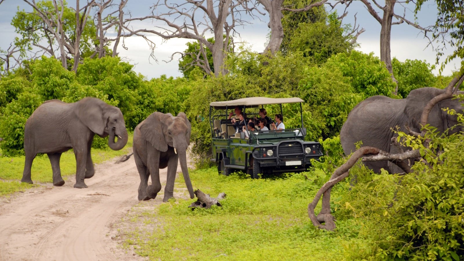 Wildlife safari