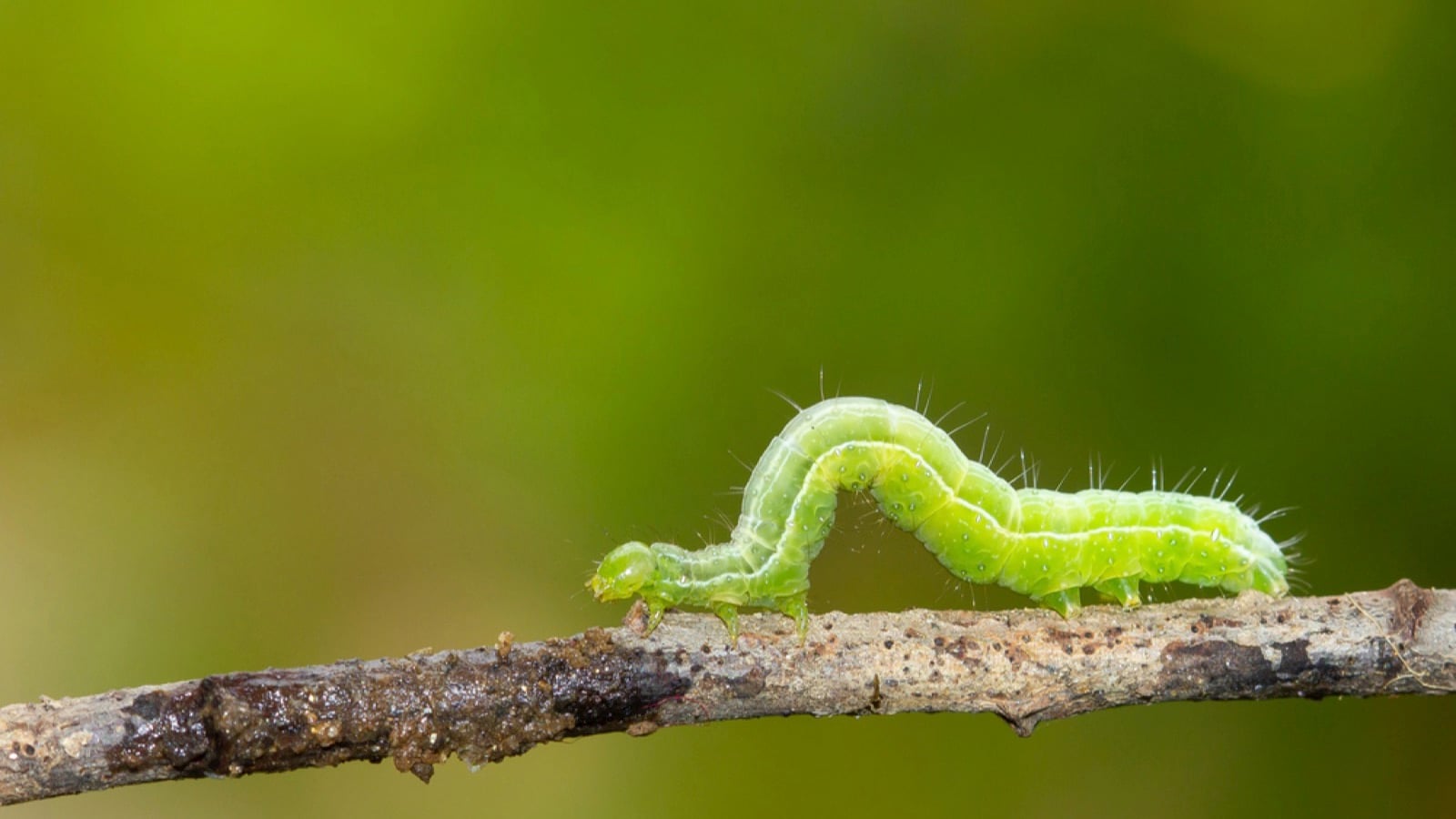 Caterpillar
