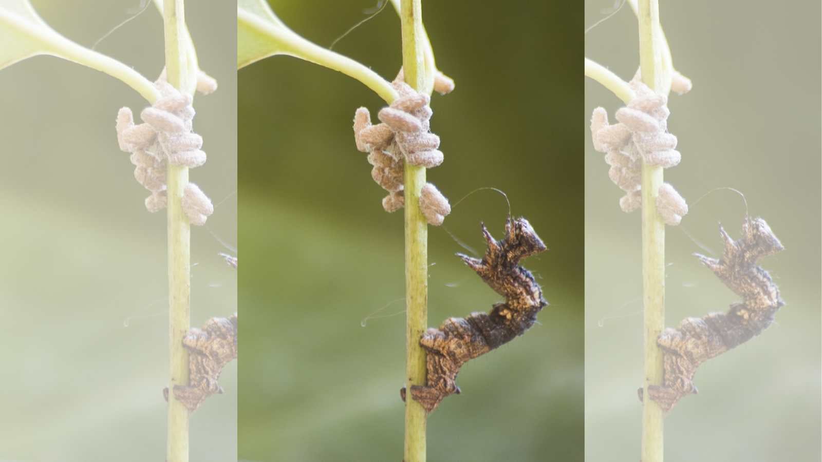 A caterpillar of the geometrid moth Thyrinteina leucocerae with pupae of the Braconid parasitoid wasp Glyptapanteles sp.