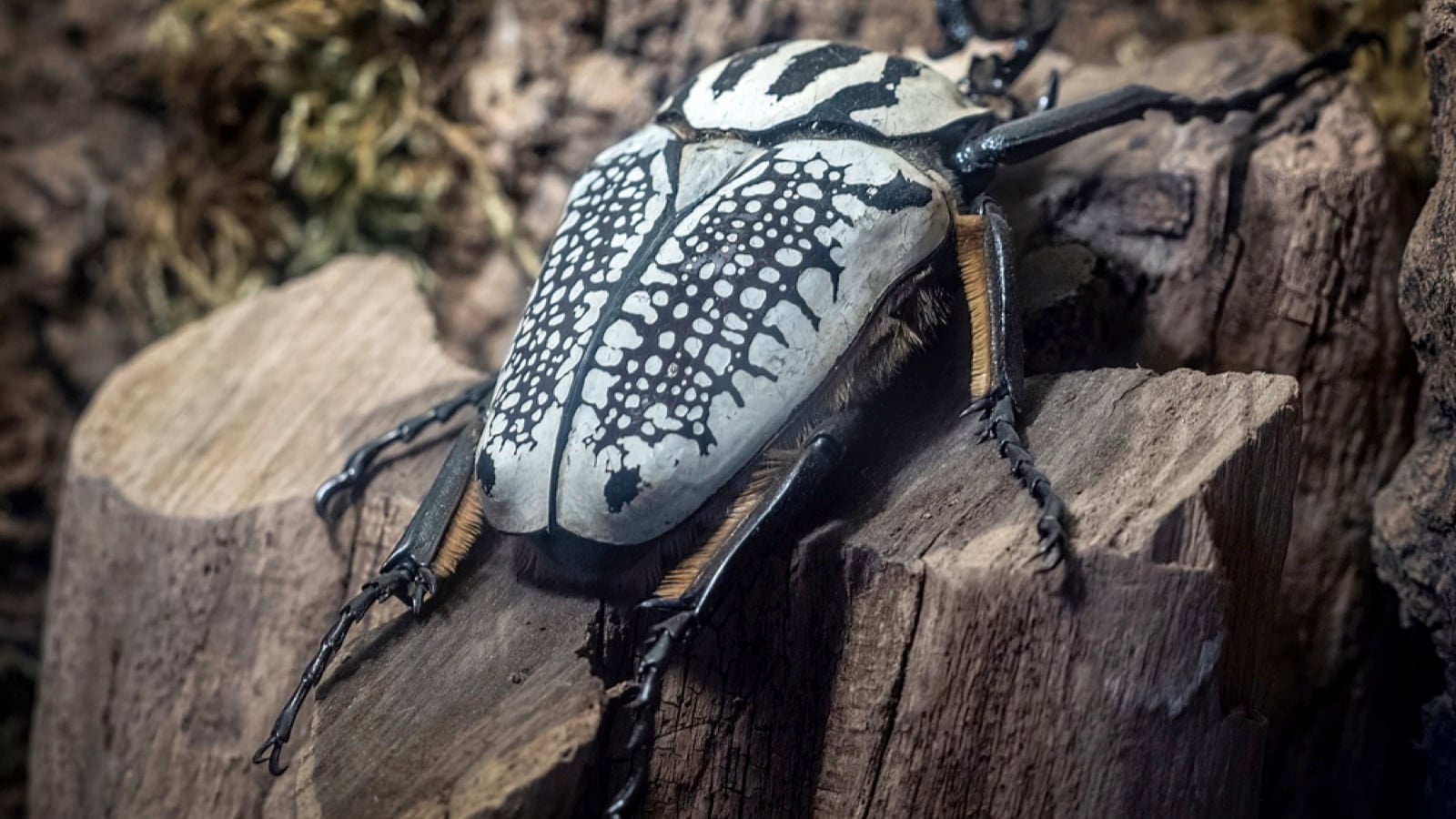 Goliath Beetle