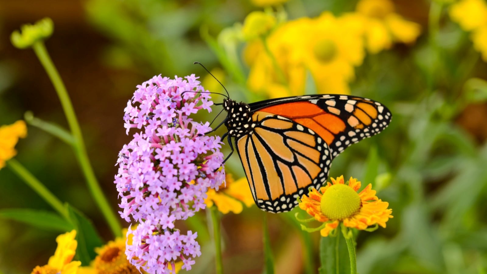 Monarch Butterfly