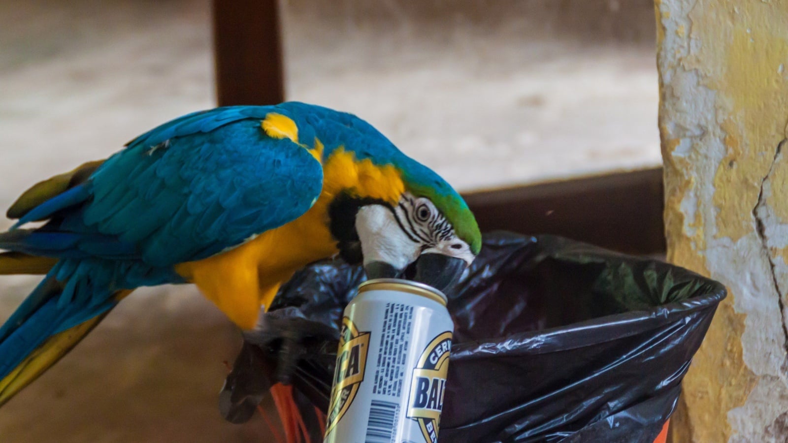Macaw with drink can