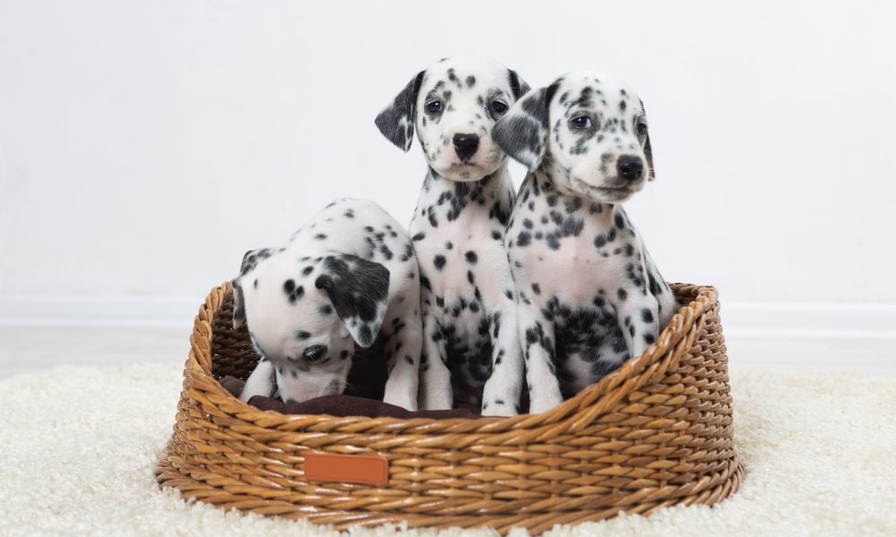 101 Dalmatians (1996)