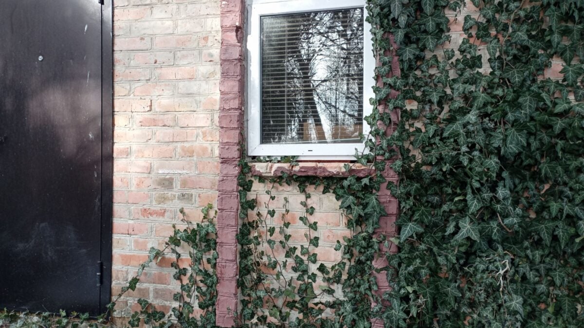 Invasive green ivy spreading over the wall of a house.