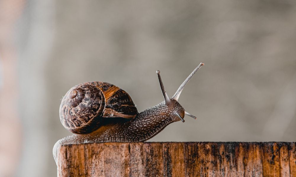 Slow Movement Origins
