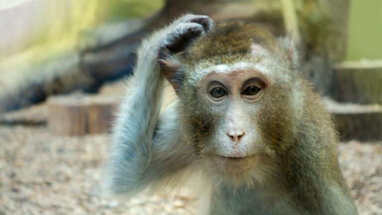 Curious Creatures: 16 Rare Animals Few Have Laid Eyes On