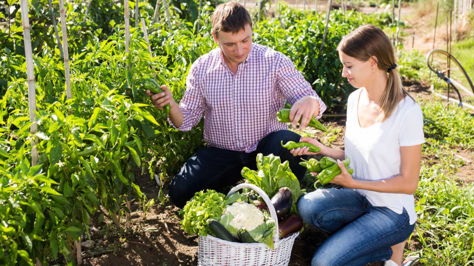 Couples picking vegetable