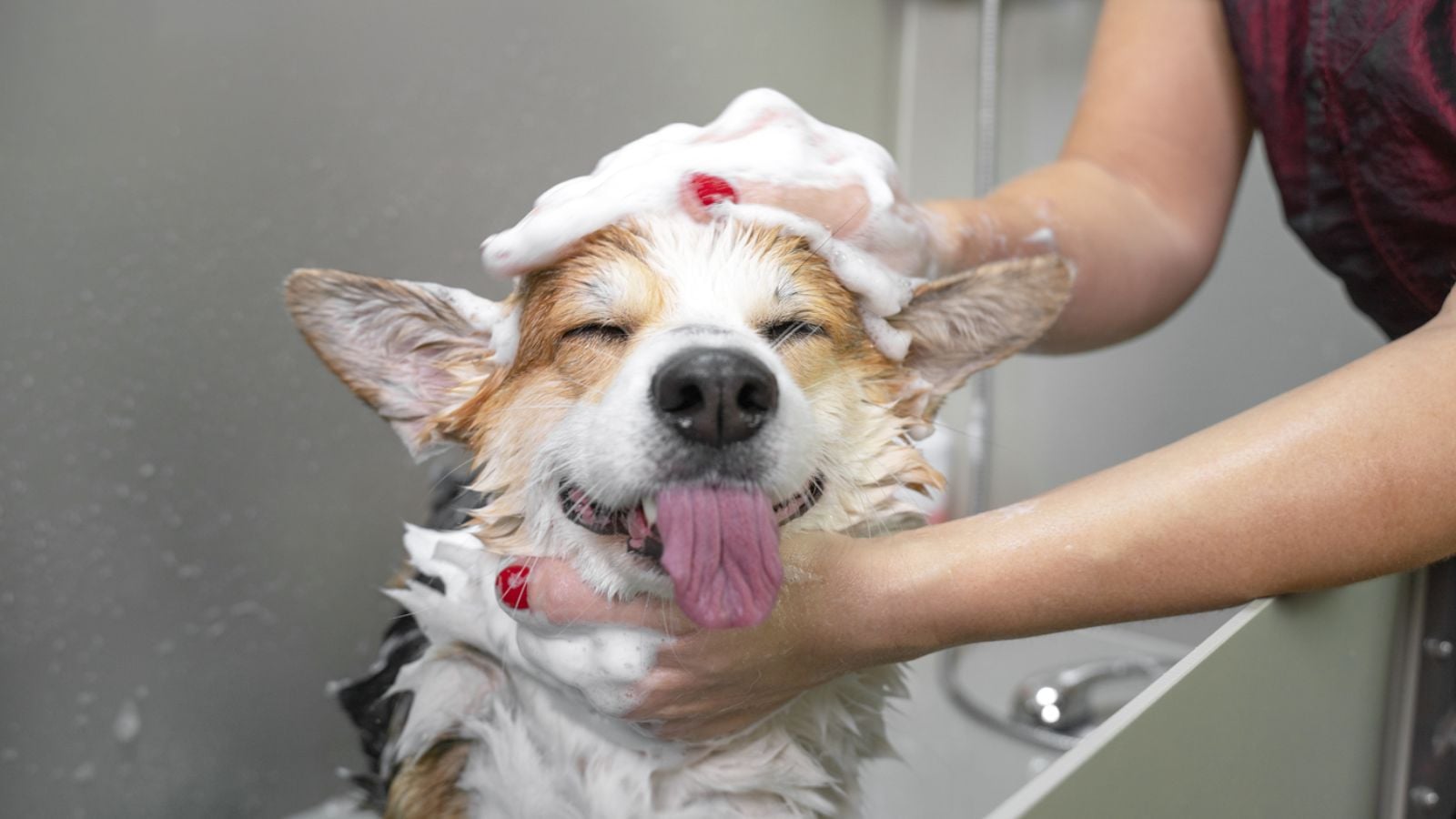 dog grooming