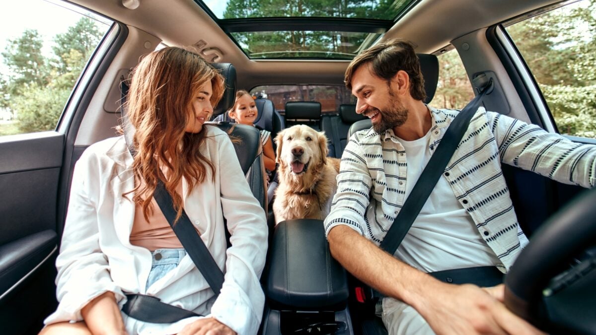 The whole family is driving for the weekend. Mom and Dad with their daughter and a Labrador dog are sitting in the car. Leisure, travel, tourism.