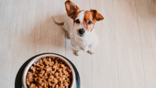Cute small jack russell dog at home waiting to eat his food in a bowl