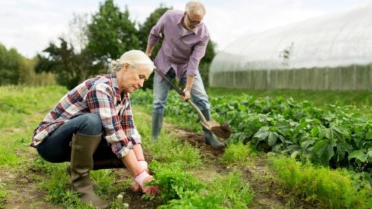 Unleash Your Green Thumb and Let the Garden Adventure Begin! Picture a world where your backyard transforms into a vibrant oasis, a treasure trove of homegrown delights. Each year, your garden proudly yields an abundance of corn, cucumbers, tomatoes, potatoes, lettuce, and dill, ensuring a constant source of pride and incredible savings on your family's food budget. But wait, there's more! The lawn-to-garden movement is sweeping across the land, breathing new life into growing our own delicious sustenance. From adorable windowsill herb pots that infuse your dishes with flavor to the camaraderie of neighborhood co-op garden programs, the trend of cultivating our own grub is cooler than ever. So, don your gardening gloves, grab your tools, and prepare for an exhilarating journey of soil, seeds, and mouthwatering rewards. Embrace the magic of growing your own and relish in the delectable fruits of your labor, all while joining the ranks of the hippest green thumbs. Let the garden adventure ignite, and watch as your world flourishes with nature's finest gifts.